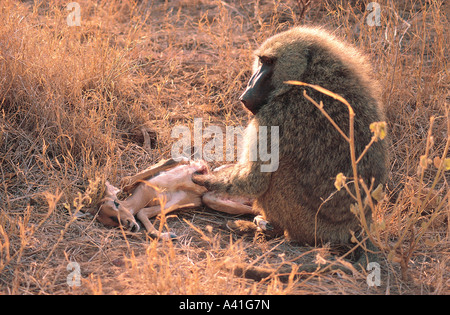 Olive Baboon inspecting the carcass of a baby Impala which it has just caught in Samburu National Reserve Kenya Stock Photo