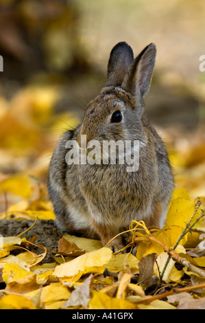 Nuttalls Cottontail (Sylvilagus nuttallii) Eating fallen cottonwood leaves in autumn Writing on Stone Provincial Park,  Alberta, Canada Stock Photo