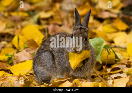 Nuttalls Cottontail (Sylvilagus nuttallii) Eating fallen cottonwood leaves in autumn Writing on Stone Provincial Park,  Alberta, Canada Stock Photo