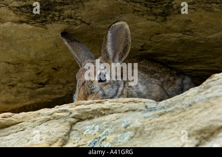 Nuttalls Cottontail (Sylvilagus nuttallii) Eating fallen cottonwood leaves in autumn Writing on Stone Provincial Park,  Alberta, Canada Stock Photo