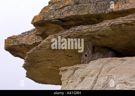 Nuttalls Cottontail (Sylvilagus nuttallii) Eating fallen cottonwood leaves in autumn Writing on Stone Provincial Park,  Alberta, Canada Stock Photo