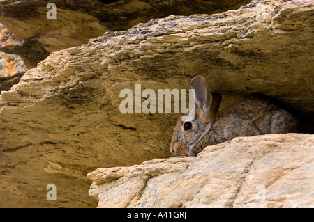 Nuttalls Cottontail (Sylvilagus nuttallii) Eating fallen cottonwood leaves in autumn Writing on Stone Provincial Park,  Alberta, Canada Stock Photo