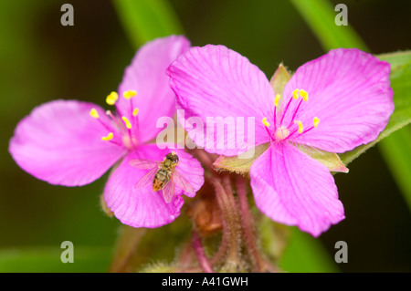 Garden flower Spiderwort hybrid (Tradescantia andersoniana) with pollinating bee, Greater Sudbury, Ontario, Canada Stock Photo
