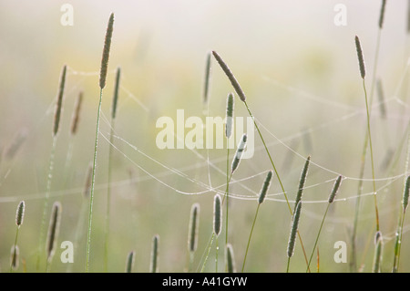 Timothy grass (Phleum pratense) Flowering grasses in misty old-field with late-summer flowers, Greater Sudbury, Ontario, Canada Stock Photo