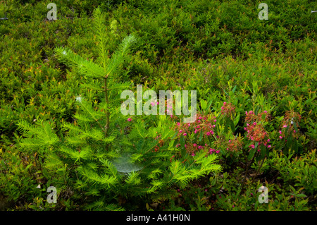 Balsam fir (Abies balsamea) Young tree with spring buds near flowering sheep laurel (Kalmia angustifolia), Greater Sudbury, Ontario, Canada Stock Photo