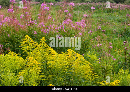 Fireweed (Epilobium/Chamerion angustifoloium) and goldenrod (Solidago canadensis) Greater Sudbury, Ontario, Canada Stock Photo