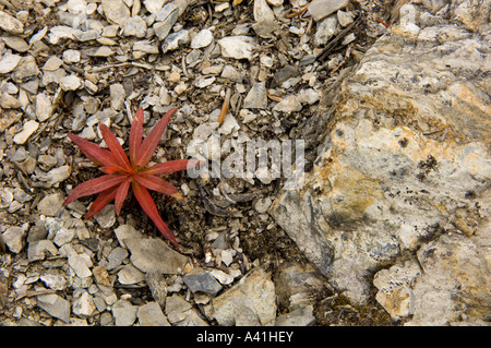 Dwarf fireweed (Epilobium spp, ) in autumn colour above treeline Jasper National Park, Alberta, Canada Stock Photo