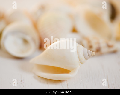Closeup of seashell Stock Photo