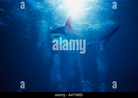 Underwater view of a shark Stock Photo
