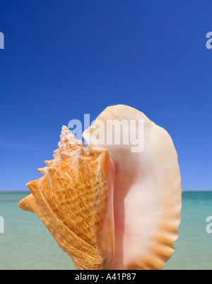 Still life of seashell Stock Photo