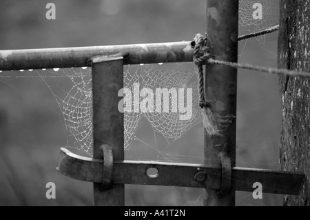 Early Morning Cobwebs on Gate Stock Photo