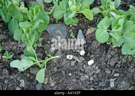 WOOD MOUSE APODEMUS SYLVATICUS DAMAGE TO GROWING PEAS Stock Photo
