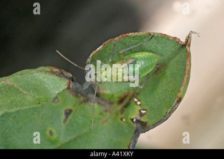 GREEN CAPSID LYGOCORIS PABULINUS NYMPH ON BROAD BEAN LEAF BV Stock green-capsid-lygocoris-pabulinus-nymph-on-broad-bean-leaf-bv-stock