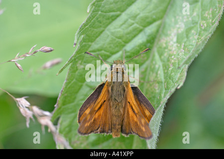 SMALL SKIPPER THYMELICUS SYLVESTRIS MALE AT REST ON LEAF Stock Photo