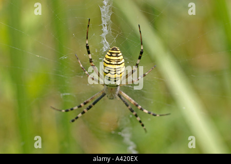 WEB SPINNING SPIDER ARGIOPE BRUENNICHI ON WEB BV Stock Photo