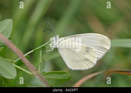 WOOD WHITE LEPTIDEA SINAPSIS MALE ON PLANT WINGS CLOSED Stock Photo