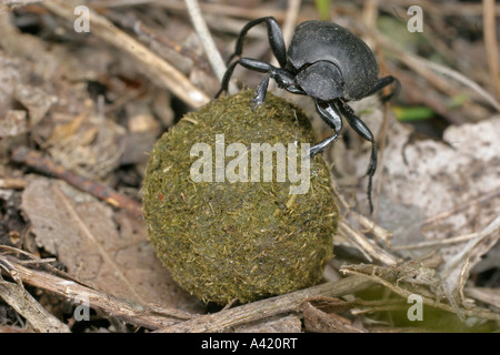 DUNG BEETLE SCARABAECUS SACER MOVING DUNG BALL SV