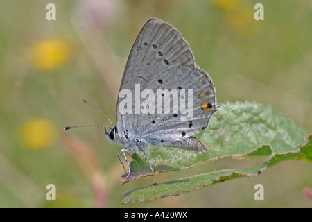 SHORT TAILED BLUE LEPTOTES PIRITHOUS MALE AT REST SV WINGS CLOSED Stock Photo