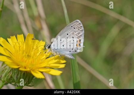 SHORT TAILED BLUE LEPTOTES PIRITHOUS MALE TAKING NECTAR SV WINGS CLOSED Stock Photo