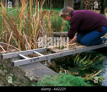 use a ladder and board to tidy the pond Stock Photo