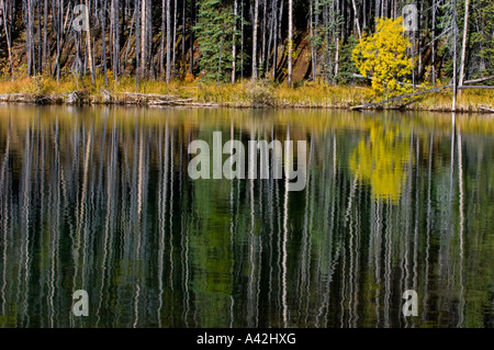 Lodgepole pine, aspen and reflections in Herbert Lake, Banff National Park, Alberta, Canada Stock Photo