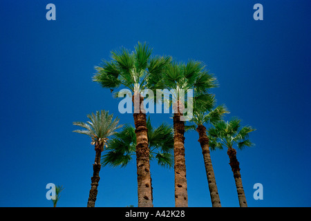 Fresh green leaves on these palm trees at Luxor Egypt contrast strongly with the blue sky Stock Photo
