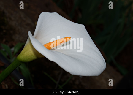 White Arum lily flower close up. Stock Photo