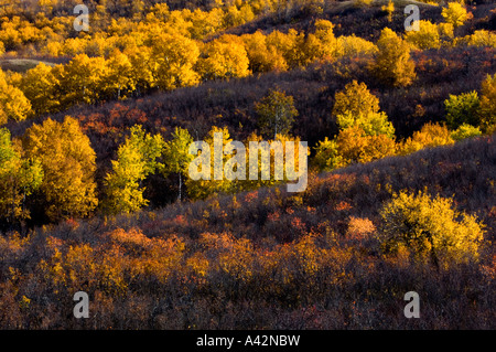 Autumn foliage on the slopes of the Qu'Appelle River Valley, Qu'Appelle ...