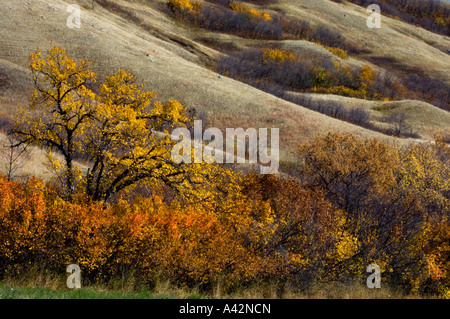 Autumn foliage on the slopes of the Qu'Appelle River Valley, Qu'Appelle ...