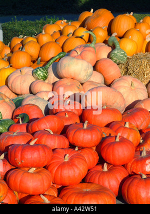 pumpkins Speisekürbisse und Zierkürbisse Stock Photo