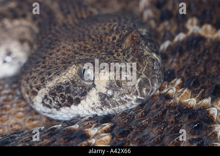 Mexican Lance Headed Rattlesnake Stock Photo