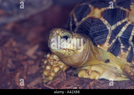Burmese Star Tortoise Stock Photo