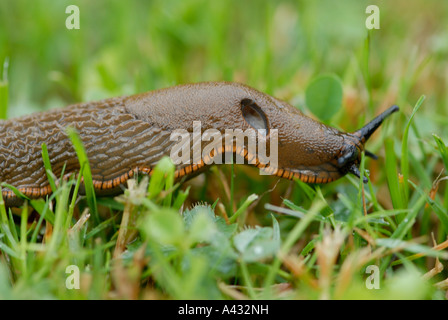 Large Red Slug Arion rufus crawling through damp short grass after a rain storm Stock Photo