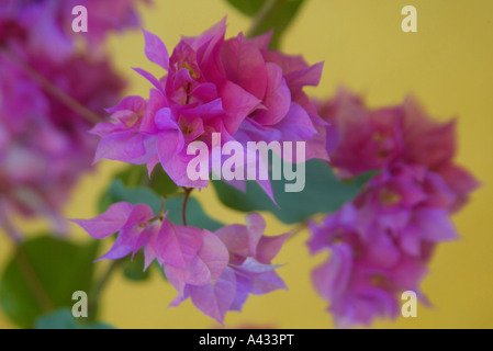 Pink bougainvillea flowers growing on Viti Levu (Great Fiji.) Stock Photo
