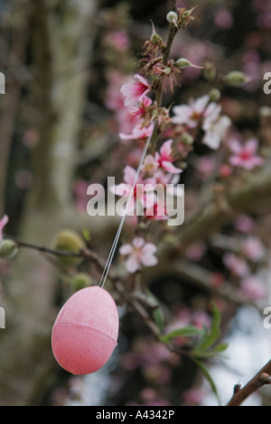 Easter egg hanging on blossoming peach tree. Stock Photo