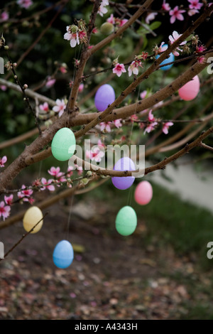 Easter eggs hanging on blossoming peach tree. Easter tree Stock Photo