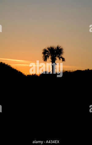 Sunset at Ponte Vedra Beach Florida with a cabbage palm, the state tree of Florida. Stock Photo