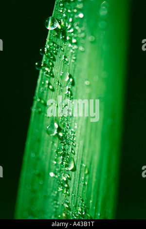 Iris leaf and droplets Stock Photo