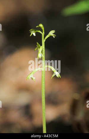 Coral root orchid Corallorhiza trifida in beech woodland Vercors France Stock Photo