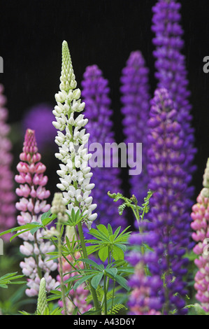 Nootka lupins, Lupinus nootkatensis, growing in the Scottish Highlands. Stock Photo