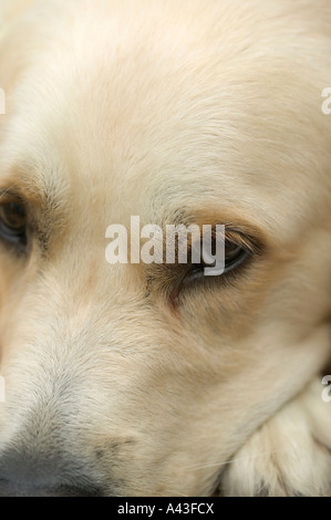 Close crop of a golden retriever who is looking very sorry for himself Stock Photo