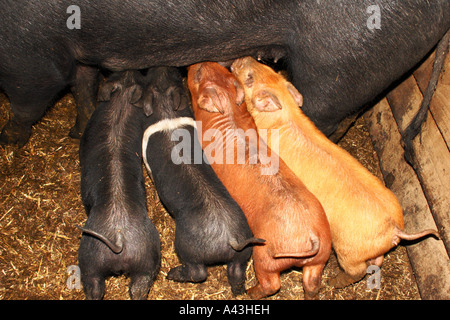 Baby Pigs feeding from Mother Pig. Stock Photo