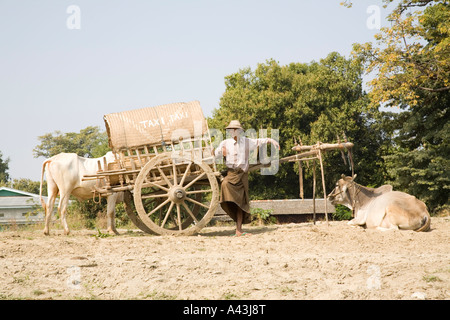 Ox Cart Taxi, Mingun, Myanmar Stock Photo