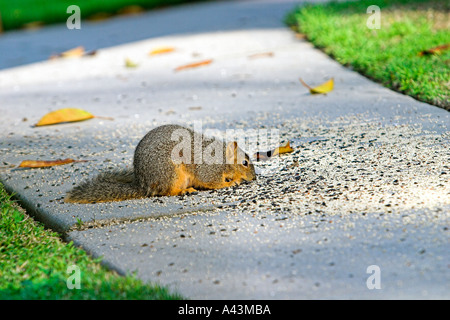 Fox Squirrel Eating Seeds On Sidewalk Stock Photo