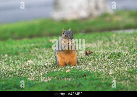 Fox Squirrel Eating Seeds On Sidewalk Stock Photo