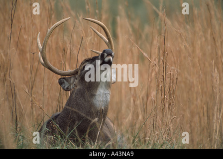 White-tailed deer (Odocoileus virginianus) buck antlered demonstrating flehming (scent detection) behavior in grassy field Stock Photo