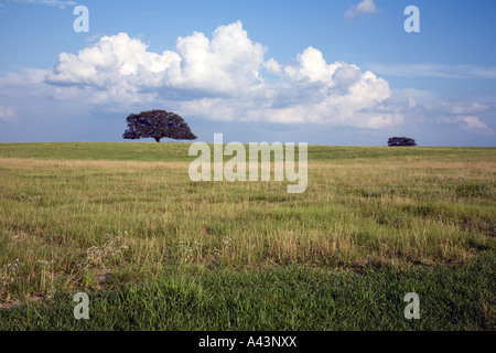 Single large oak tree in wide open field in late afternoon with clouds in blue sky Stock Photo