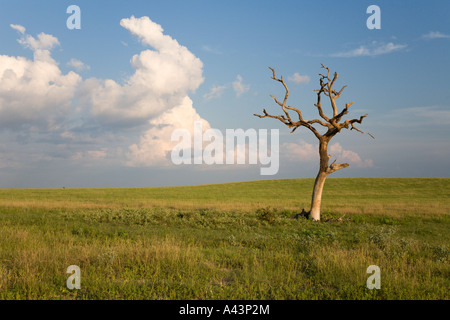 Lone dead tree in open grassy pasture in late afternoon near Dunnellon, Florida