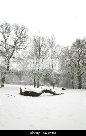 Fallen tree trunk covered in fresh snow with trees in the background Stock Photo