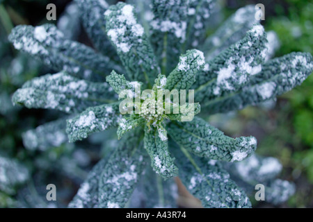 Kale Nero Di Toscana Precoce Viewed from  above with a dusting of snow and winter frost Stock Photo